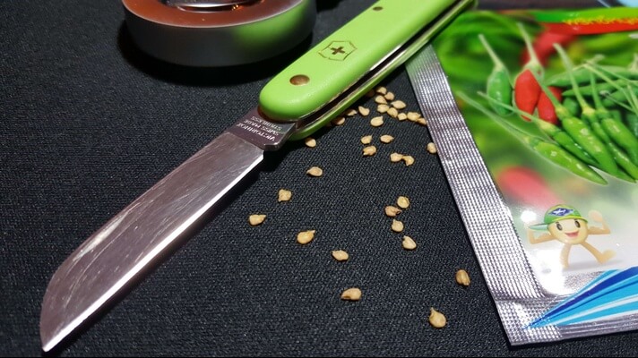 Chili frø med blomsterkniv fra Victorinox