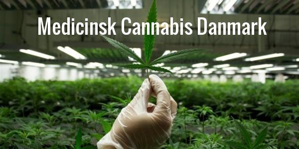 visning af groudstyr til dyrkning af medicinsk cannabis hos Gro-lys.dk